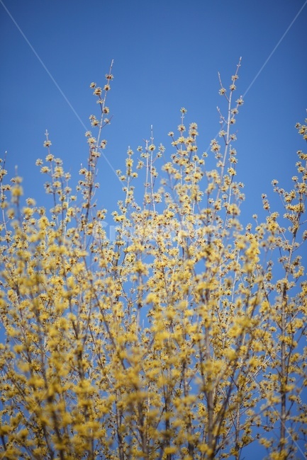 산수유,나무,꽃,식물,봄,봄,계절,spring,season