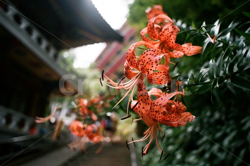 참나리,참나리꽃,구인사,꽃,필름사진,식물,자연,plants,nature,꽃,flower,감성,sensible,feeling