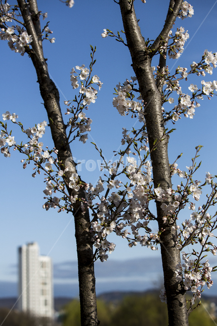 풍경,봄,벚꽃,나들이,북서울숲,봄,계절,spring,season,plant,식물,flower,꽃,blossom