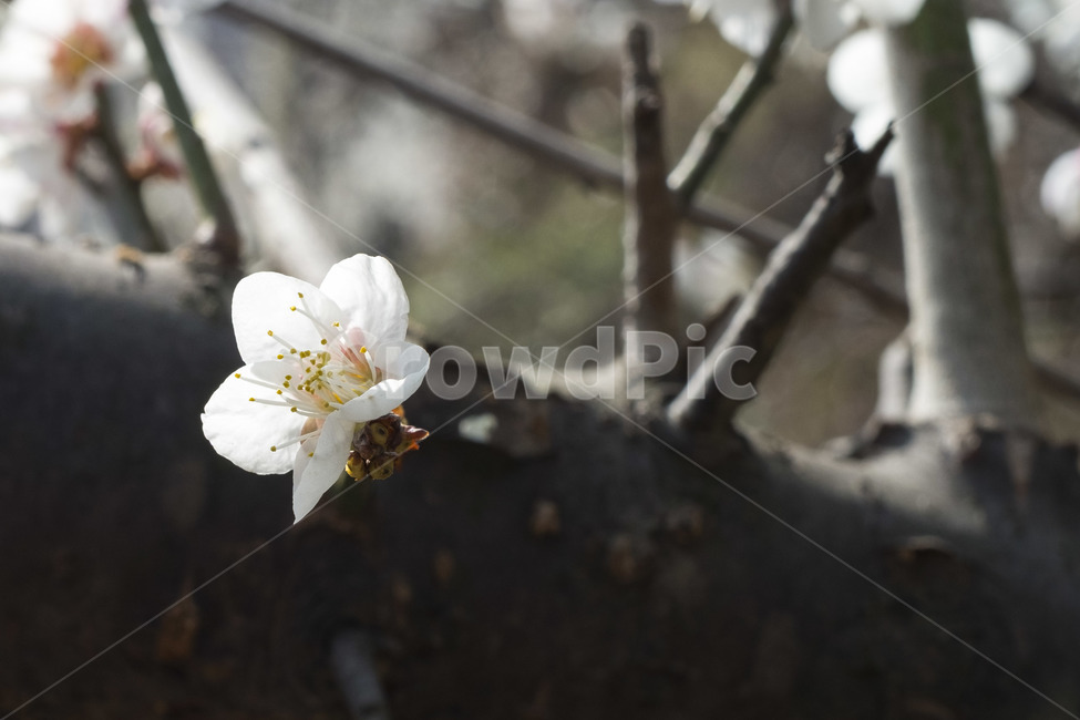 매화,꽃,봄,봄꽃,flower,봄,계절,spring,season,식물,자연,plants,nature,꽃,flower,plant