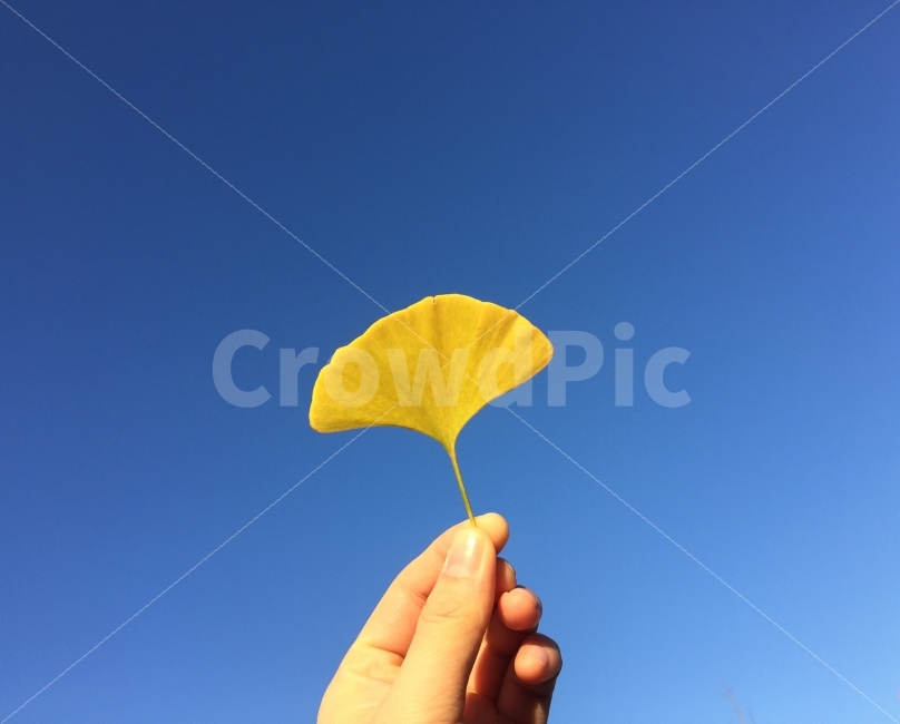 은행,한국,자연,감성사진,하늘,가을,가을감성,사진,사진작가,추억,fall,photo,autumn,sky,가을,계절,fall,autumn,season,식물,자연,plants,nature,사람,인물,인간,human,person,신체일부,몸,body