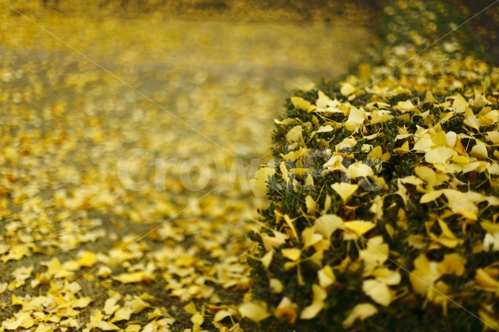 가을,은행잎,노랑노랑,분위기,보케,감성,fall,autumn,yellow,가을,계절,fall,autumn,season,식물,자연,plants,nature,plant,vegetation,초목,jar,항아리,potted plant,화분,pottery,도기류,vase,병 장식