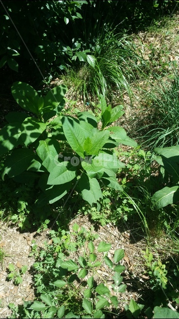 자리공,산식물,독성식물,봄나물,독성뿌리,여름,식물,자연,plants,nature