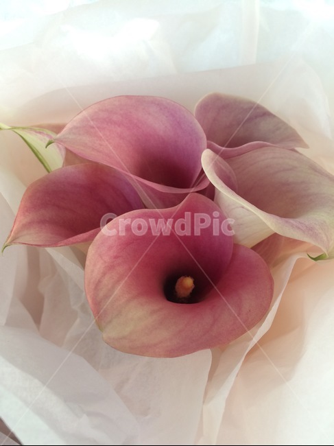 plant,petal,꽃잎,식물,blossom,꽃,flower,카라,cara,wedding,부케,결혼,웨딩,웨딩부케생화부케,생화,bouquet,sensible,식물,자연,plants,nature,꽃,flower