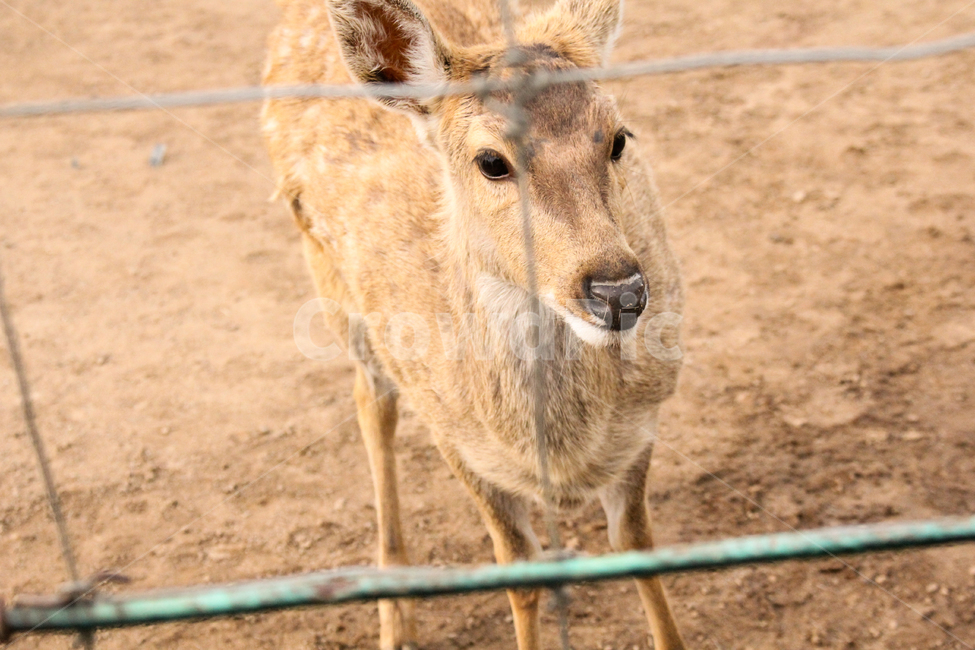 동물,사슴,꽃사슴,철조망,animal,동물원,동물,animal,포유류,mammal