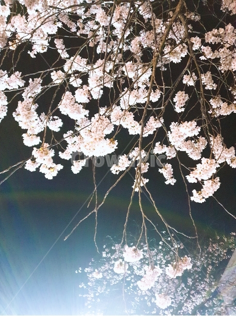 벚꽃,조명,밤벚꽃,봄,벚나무,봄,계절,spring,season,야경,밤,풍경,nightscape,night,landscape,식물,자연,plants,nature,꽃,flower,plant,blossom