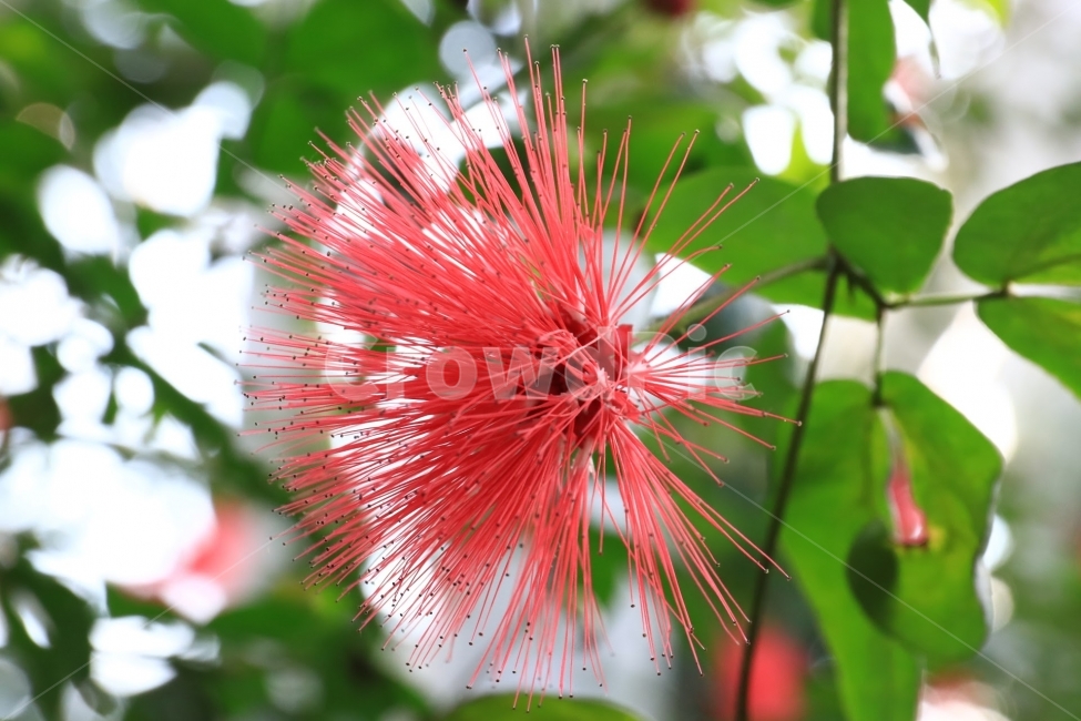 접사,꽃,열대,flower,꽃사진,식물,자연,plants,nature,꽃,flower