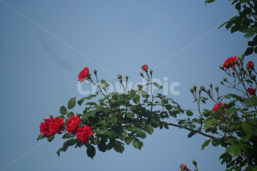 장미,식물,꽃,rose,flower,봄,하늘,빨간장미,식물,자연,plants,nature,꽃,flower