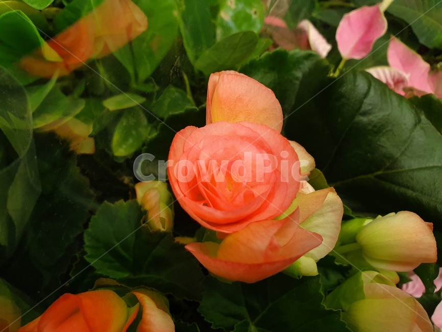 beautiful,plant,식물,flower,blossom,꽃,rose,장미,leaves,식물,자연,plants,nature