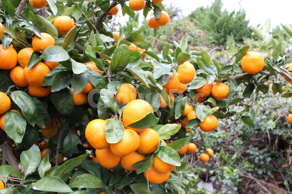 귤,제주감귤,감귤,감귤나무,감귤류과일,과일,열매,fruit