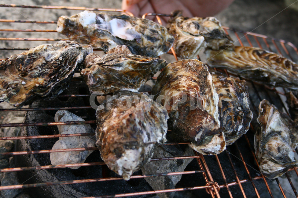 음식,food,구이,석화,석화구이,굴,음식,식재료,요리,food,cook,meal,dishes,food reserves,수산물,해산물,fishery products,seafood