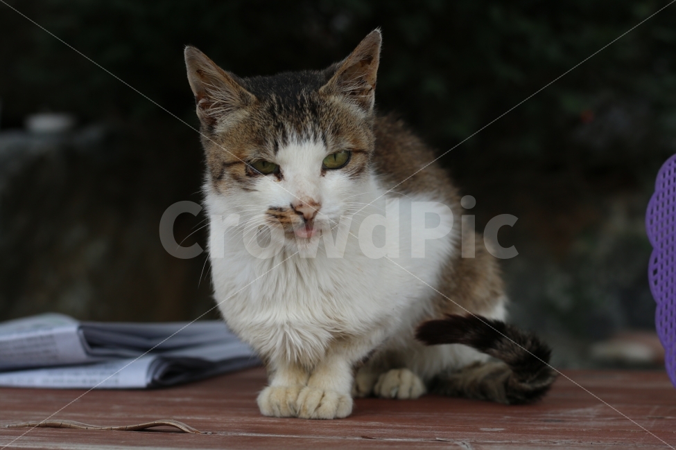 동물,고양이,cat,animal,애완동물,동물,animal,포유류,mammal,고양이,cat,kitten,kitty