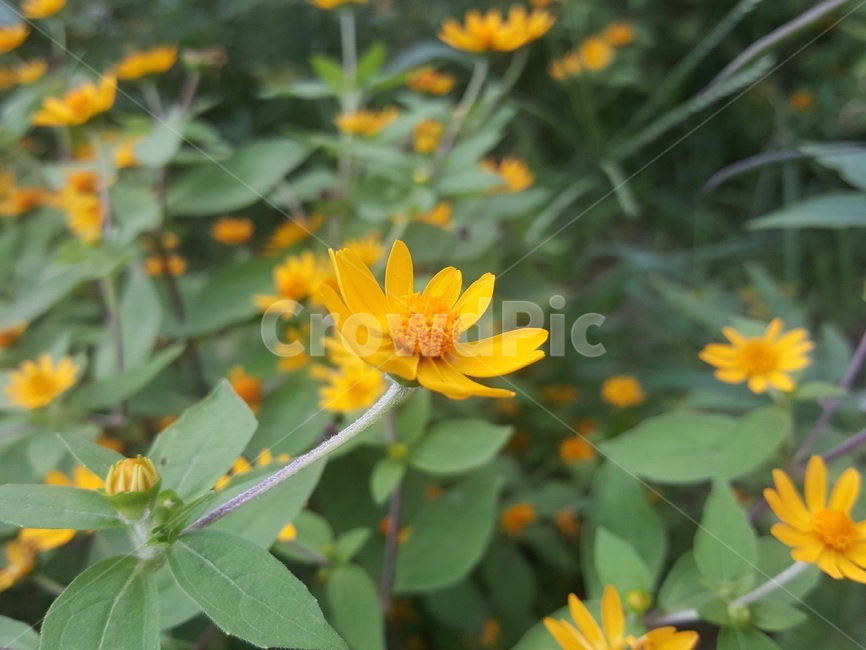 꽃,아름다운,색감,flower,beautiful