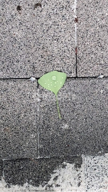 가을,낙엽,이슬,은행잎,바닥