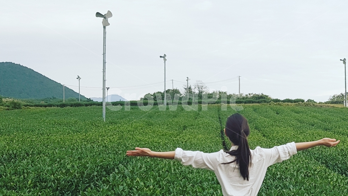 휴식,여행,녹차,푸름,힐링,자연,풍경,nature,landscape,한국자연풍경,한국자연경관,korea nature landscape,사람,인물,인간,human,person,여성,여자,woman,female,lady,감정표현,기분,feeling,emotion