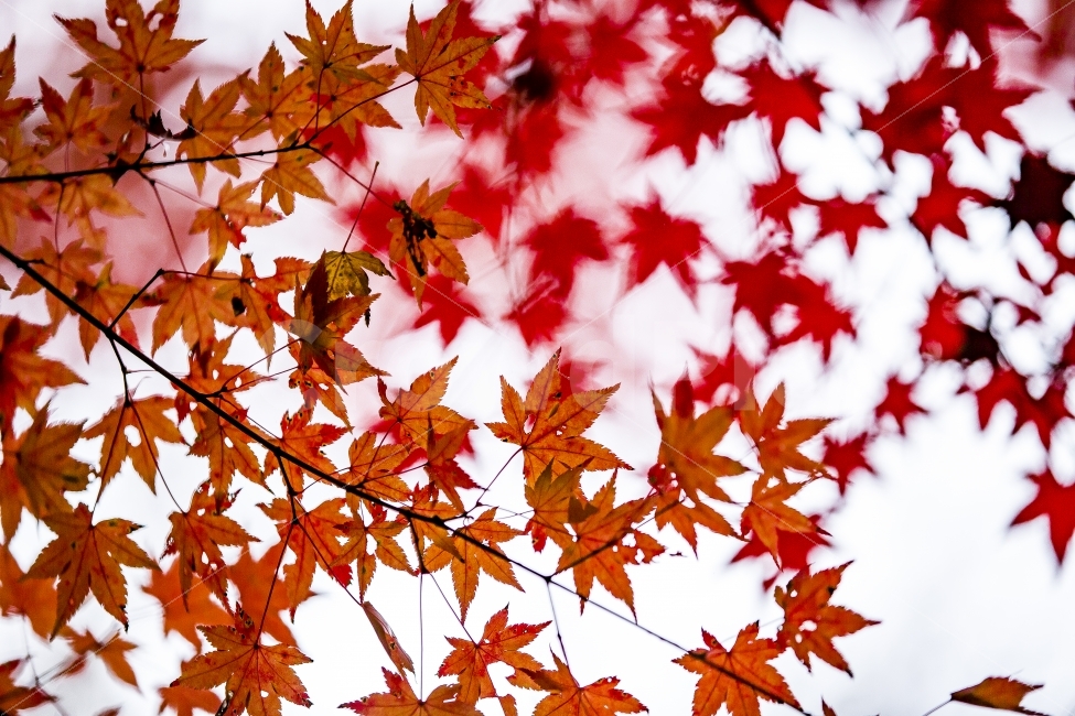 제주도,jeju,한라산둘레길,가을,붉은,단풍,나무,식물,자연,plants,nature,가을,계절,fall,autumn,season,leaf,잎,plant,tree,maple