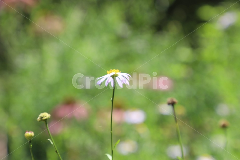 plant,식물,민들레,dandelion,잎,식물,자연,plants,nature,꽃,flower