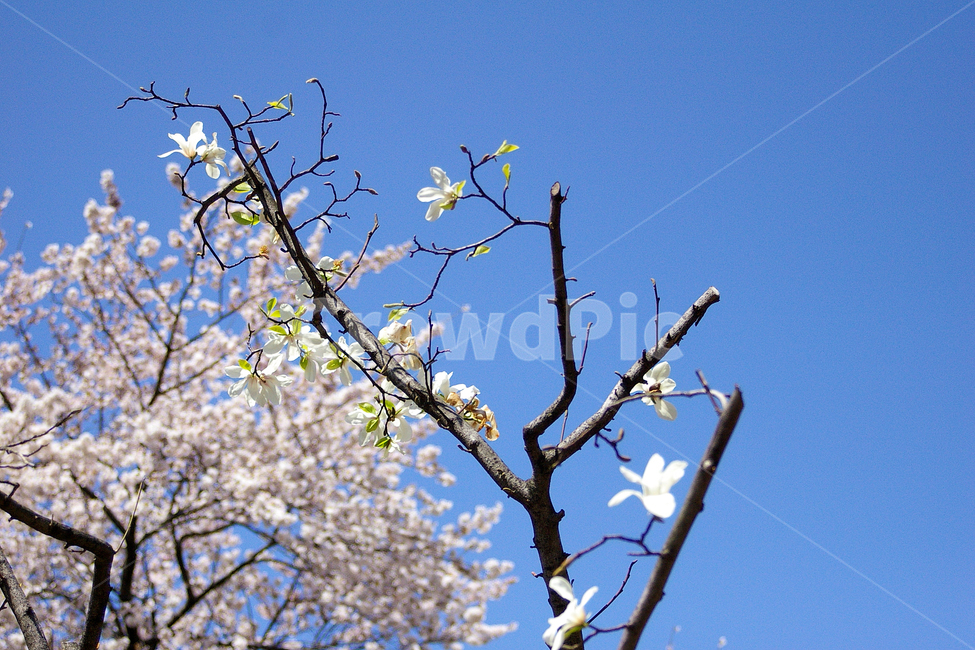봄,벚꽃,cherryblossom,하늘,sky,blue,화이트,블루,벚나무,cherry,spring,봄,계절,spring,season,식물,자연,plants,nature,꽃,flower,plant,blossom