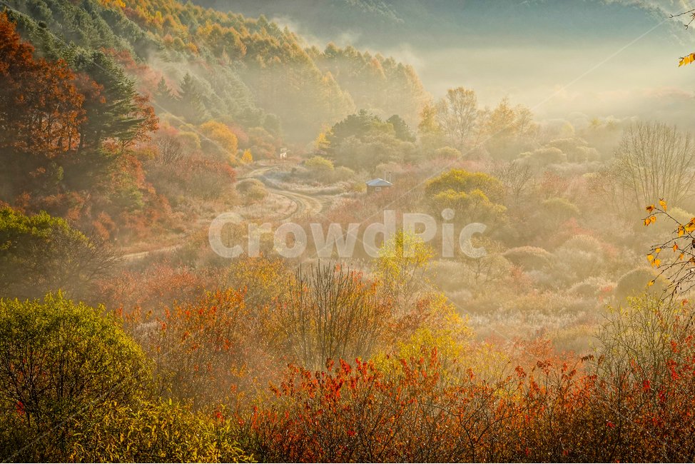 자연,nature,가을,단풍,안개,일출,빛,산
