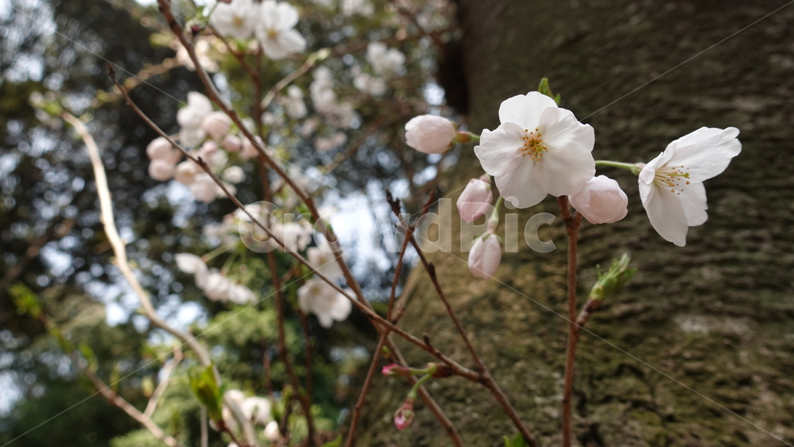 봄,봄꽃,꽃,plant,식물,blossom,flower,벚꽃,여의도