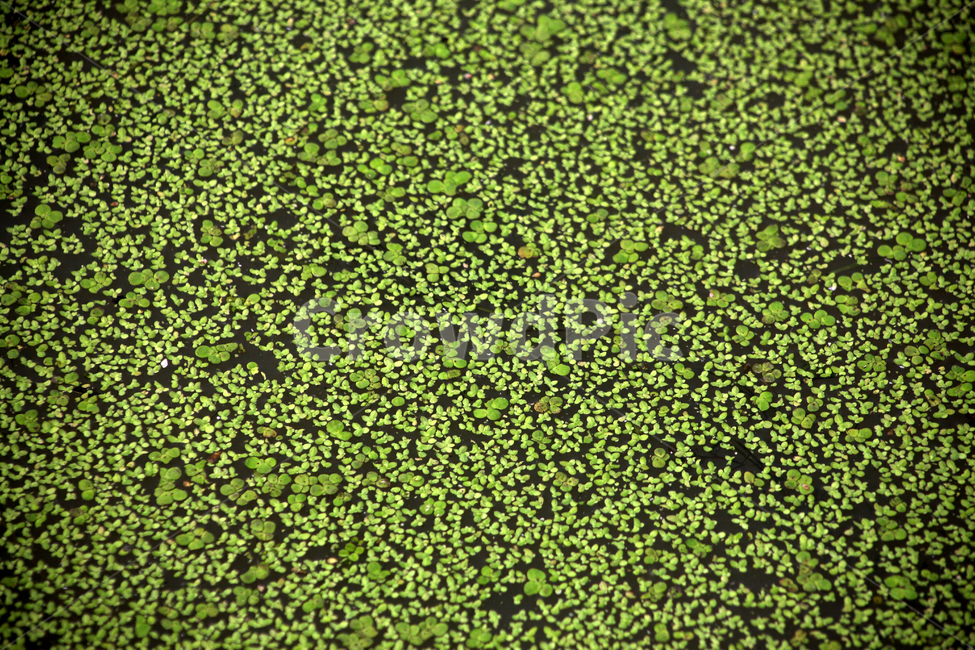 연못,봄,자연,생태,수생식물,식물,자연,plants,nature