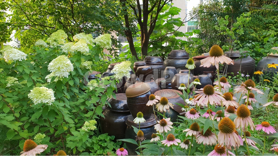 아름다운꽃,자연,여름,감성,계절,꽃,식물,배경이미지,beautifulflowers,plant,nature,라임라이트꽃,항아리,장독대,green,에키네시아,한국전통,한국문화,korean traditional,korean culture,식물,자연,plants,nature,꽃,flower