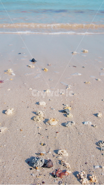 바다,해변,조개,산호,자연,자연,풍경,nature,landscape,해변,바다,beach,sea