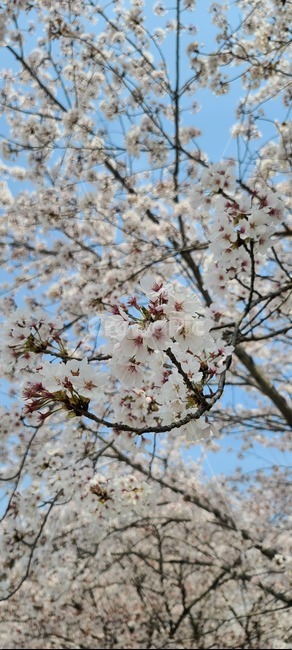 봄,벚꽃,분홍,꽃,꽃비,blossom,plant,식물,flower