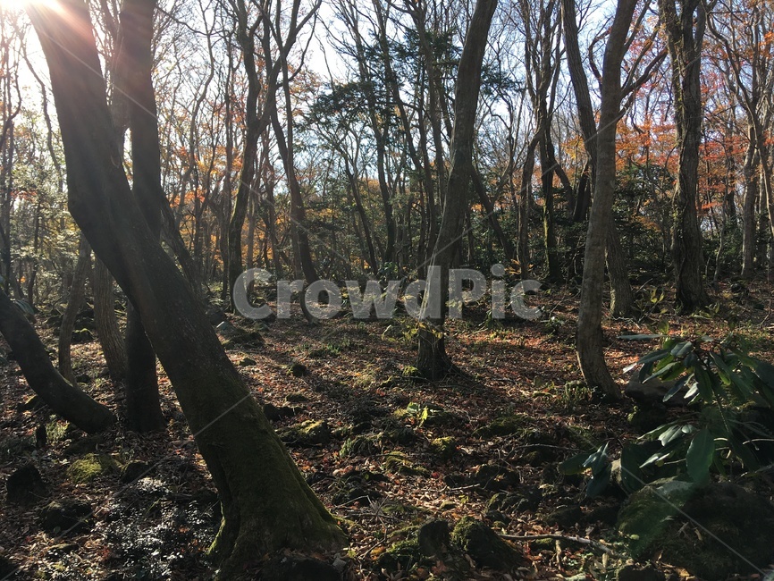 제주,한라산,나무,가을,산림