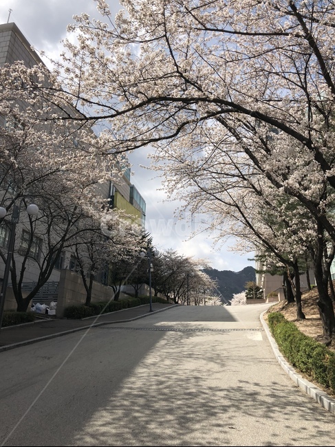 벚꽃,벚꽃나무,꽃길,봄날,벚꽃놀이,하늘,캠퍼스,오월,꽃말,식물,자연,plants,nature,꽃,flower