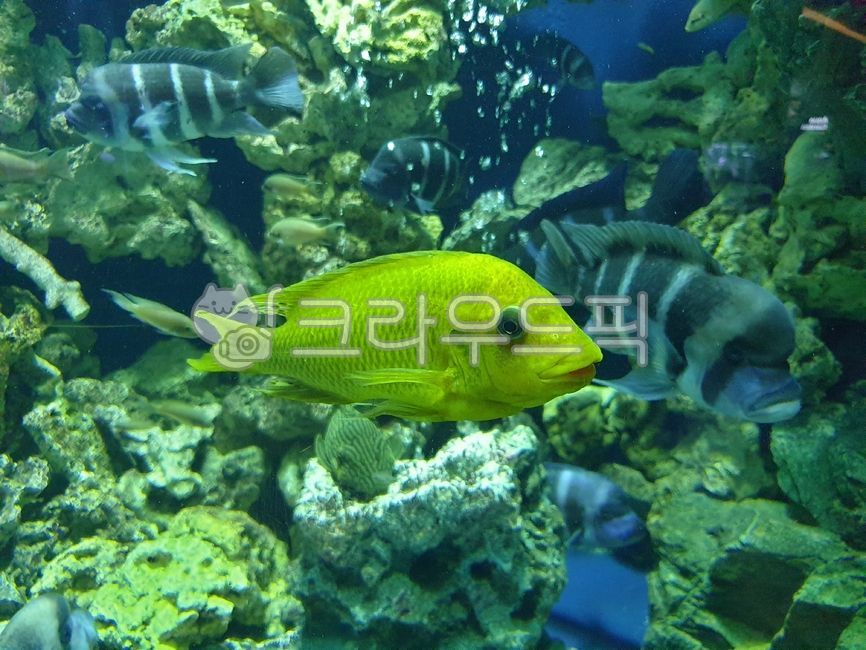모시골드,물고기,fish,아쿠아리움,aquarium,수족관,동물,animal,어류,물속,해양생물,sealife