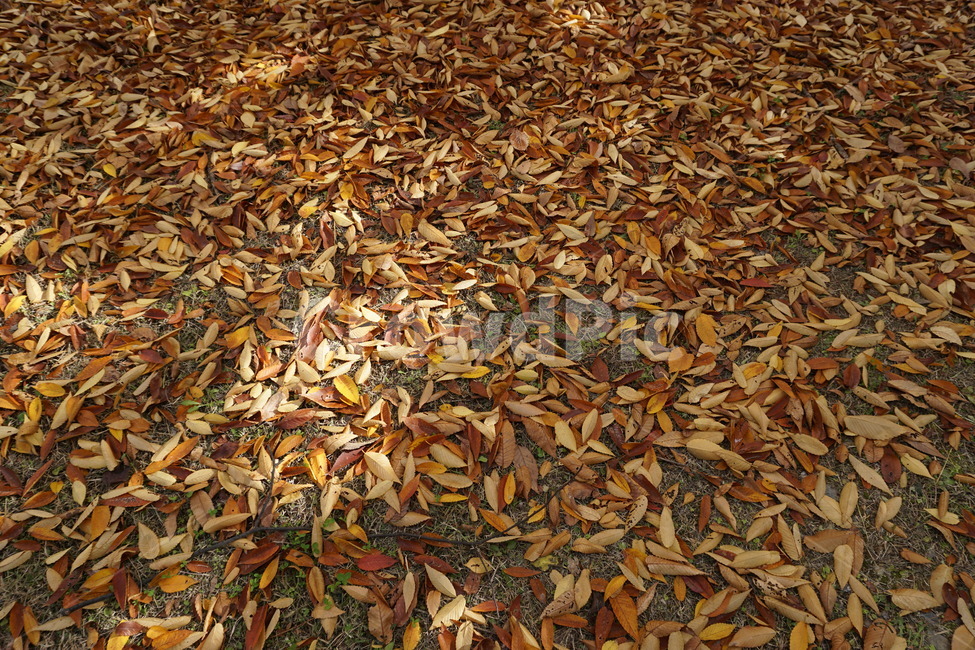 자연,낙엽,단풍잎,nature,나뭇잎,가을,계절,fall,autumn,season,ground,바닥,leaf,잎,plant,식물
