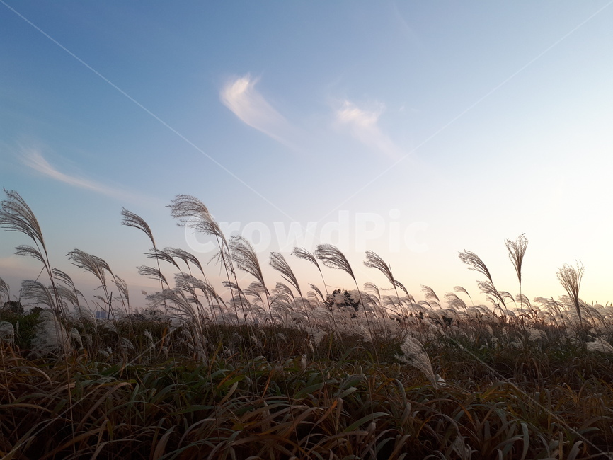 갈대,식물,가을하늘,가을,reed,lawn,grass,풍경,배경,하늘,분위기있는,잔잔한