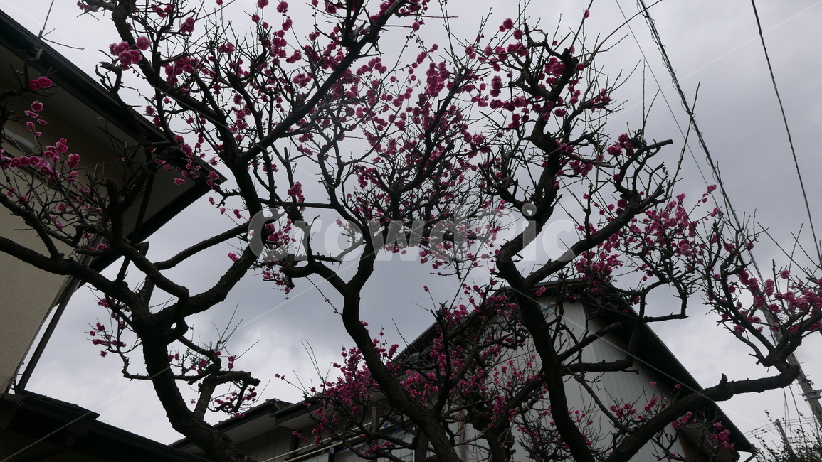 식물,tree,나무,나무줄기,일본느낌