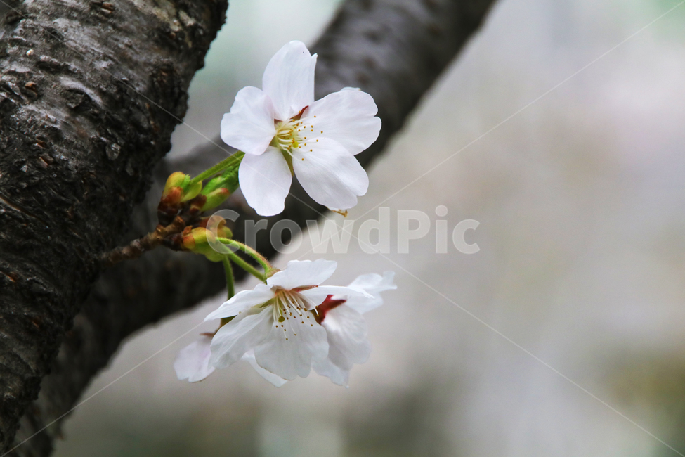 벚꽃,벗꽃,사쿠라,일본꽃,일본,꽃,꽃나무,봄,만개,나무,입춘,식물,자연,plants,nature,꽃,flower