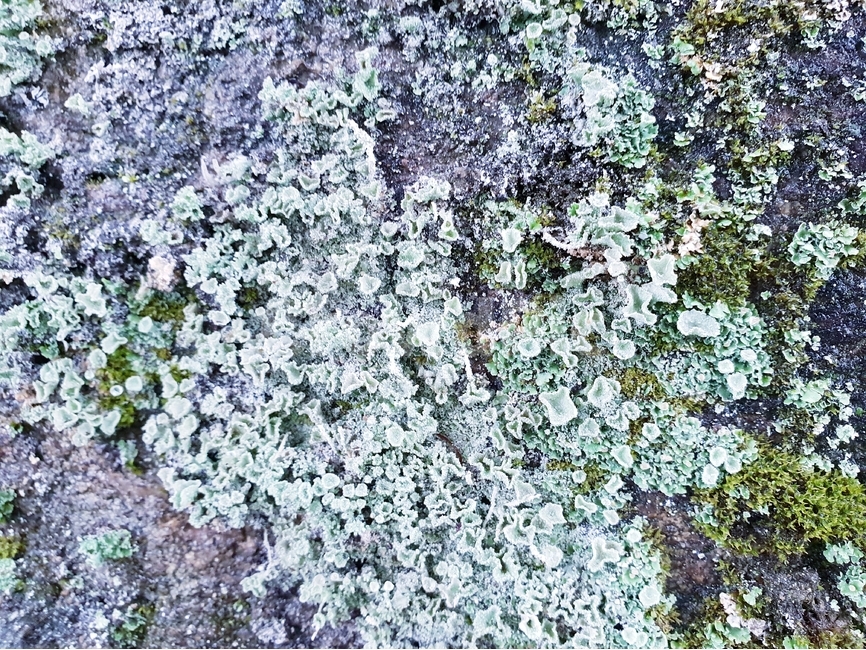 이끼,자연,식물,바위,배경,moss,nature,flora,rock,background,자연,풍경,nature,landscape,록