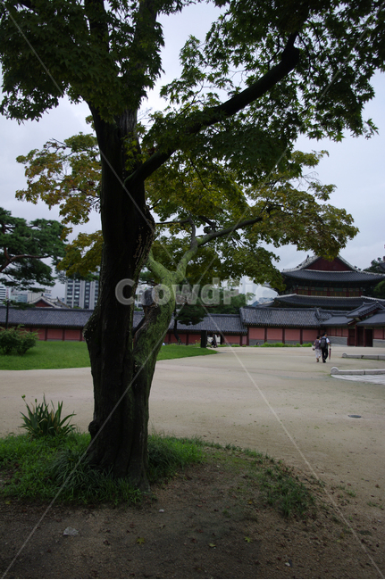 창덕궁,고궁,전각,한옥,전통가옥,기와지붕,건축,traditional,자연,풍경,nature,landscape,한국자연풍경,한국자연경관,korea nature landscape,사람들,대중,군중,other people,crowd,tree,나무,plant,식물