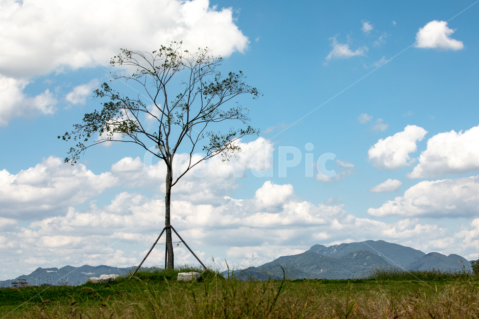 가을하늘,공원,하늘,구름,생태공원,자연,가을,자연,풍경,nature,landscape,outdoors,옥외,grassland,목초지,field,들,tree,나무,plant,식물