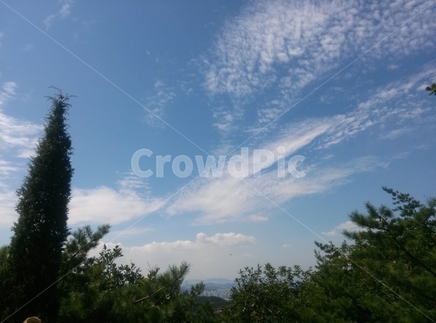 자연,nature,나무,tree,하늘,sky,숲,forest
