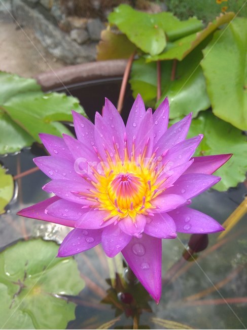 수련,연꽃,식물,연못,자주색