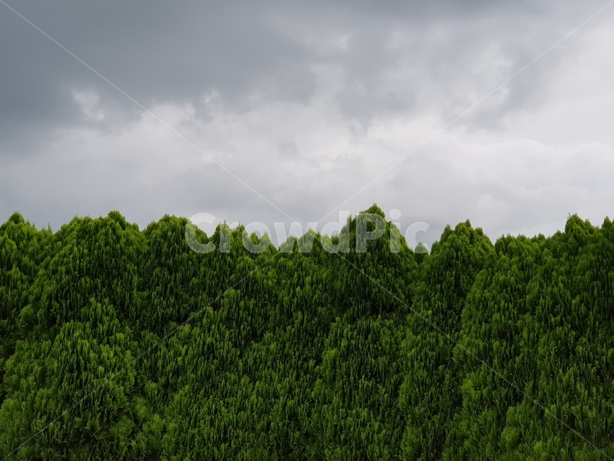 나무,하늘,자연,나무담장,경계선