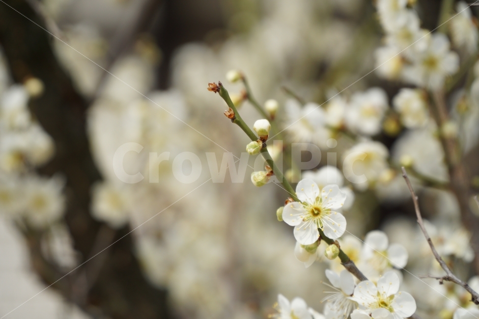 매화,꽃,나무,자연,식물,봄,계절,spring,season,식물,자연,plants,nature,꽃,flower,plant,blossom