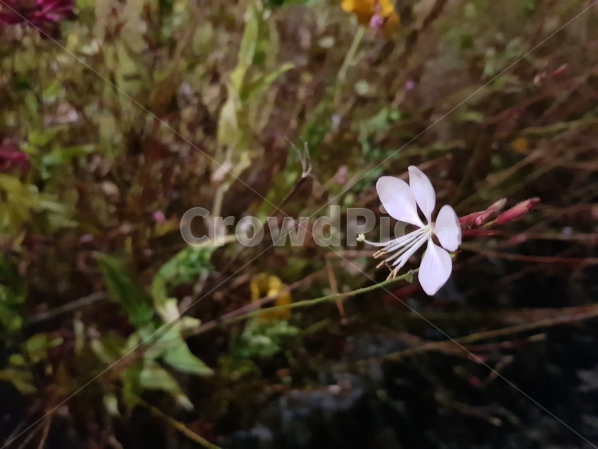 풀꽃,들꽃,꽃한송이,야생화,보라색꽃,식물,자연,plants,nature,꽃,flower