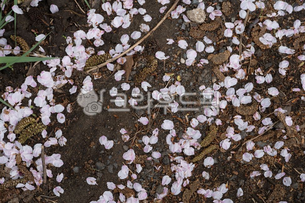 Cherry blossoms,cherry blossom road,cherry blossom buds,cherry blossom ground,cherry blossom petals
