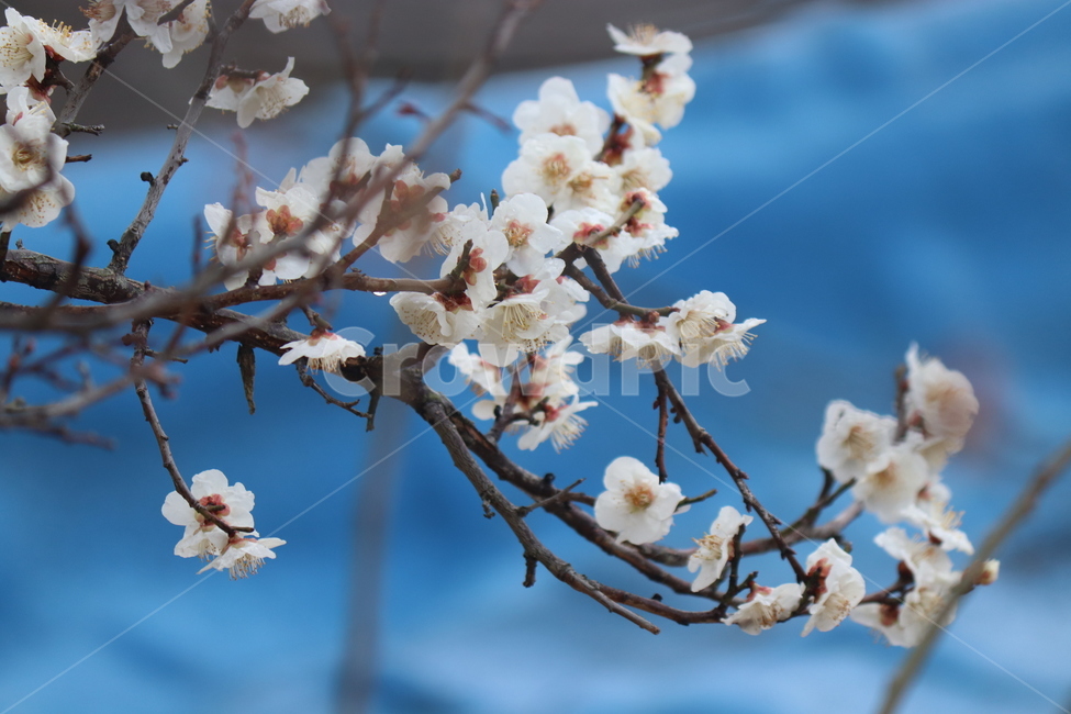 식물,꽃,flower,매화,감성적