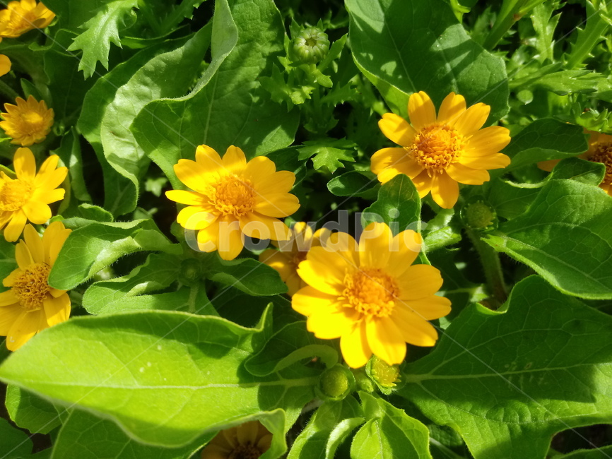 멜람포디움,melampodium,식물,노란별꽃,노란색꽃,국화과