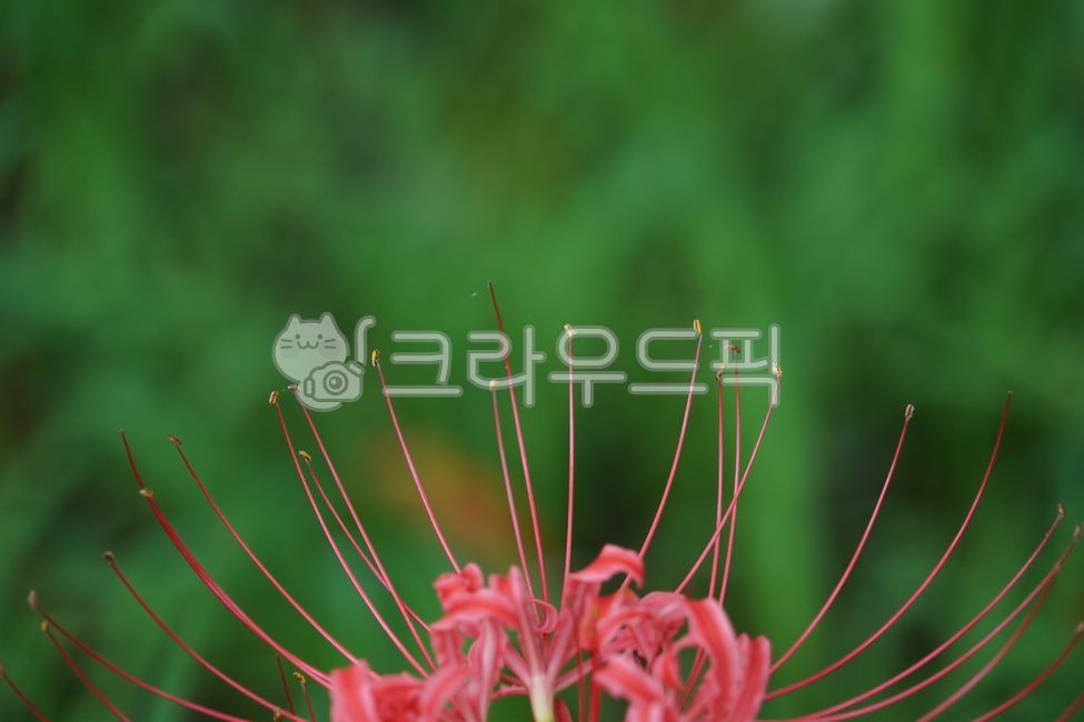Red,Color contrast,green,anther,nature,stamen,autumn,hope,life,flower