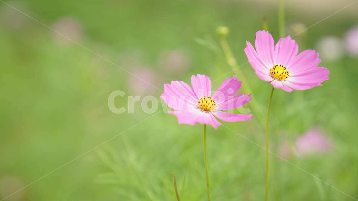 코스모스,꽃,자연,식물,계절,바탕화면,flower,nature