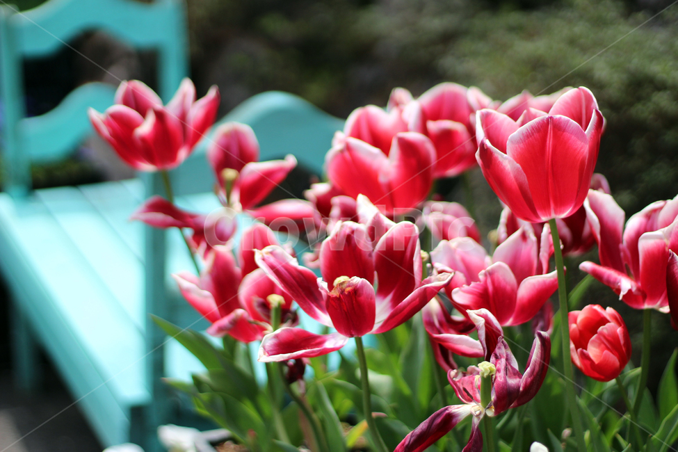 튤립,tulip,blossom,자연,nature,plant,식물,자연,plants,nature,꽃,flower