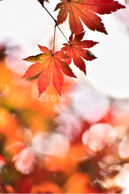 가을,가을배경,단풍잎,단풍나무,보케,빛망울,플레어,flare,red,빨강색,분위기,느낌,필링,feeling,emotional,sensible,가을풍경,자연,fall,autumn,season,가을단풍,nature,outdoors,옥외,배경,바탕,백그라운드,background,시즌,계절,가을분위기,찬란한,형형색색,칼라풀,colorful,가을,계절,fall,autumn,season,leaf,잎,plant,식물,tree,나무